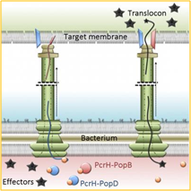 Host − Pathogen interactions and immune evasion Figure 1