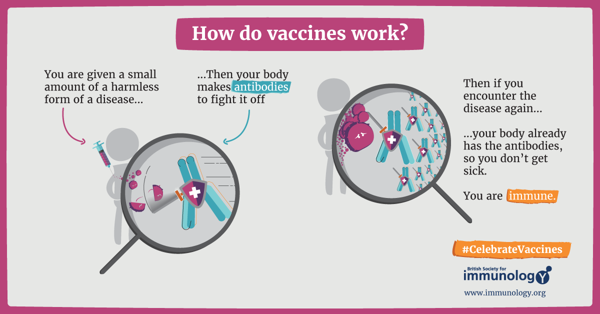 How do vaccines work 