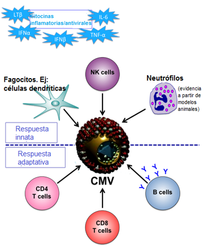 HCMV Associated Disease Figura.1