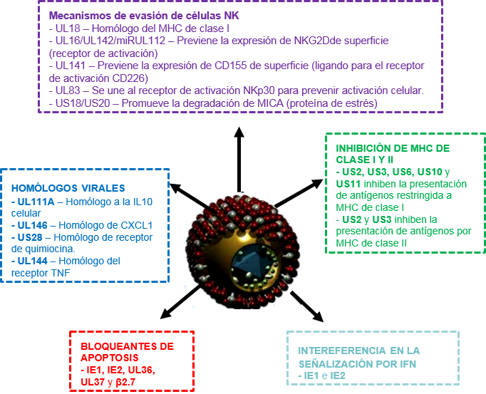Immune Evasion Mechanism HCMV Figura.2