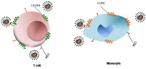 aids virus diagram