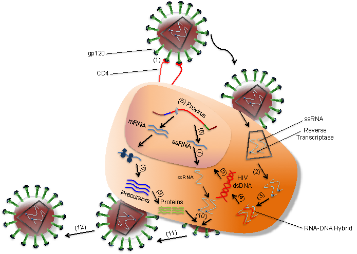 Human Immunodeficiency Virus Figure.2