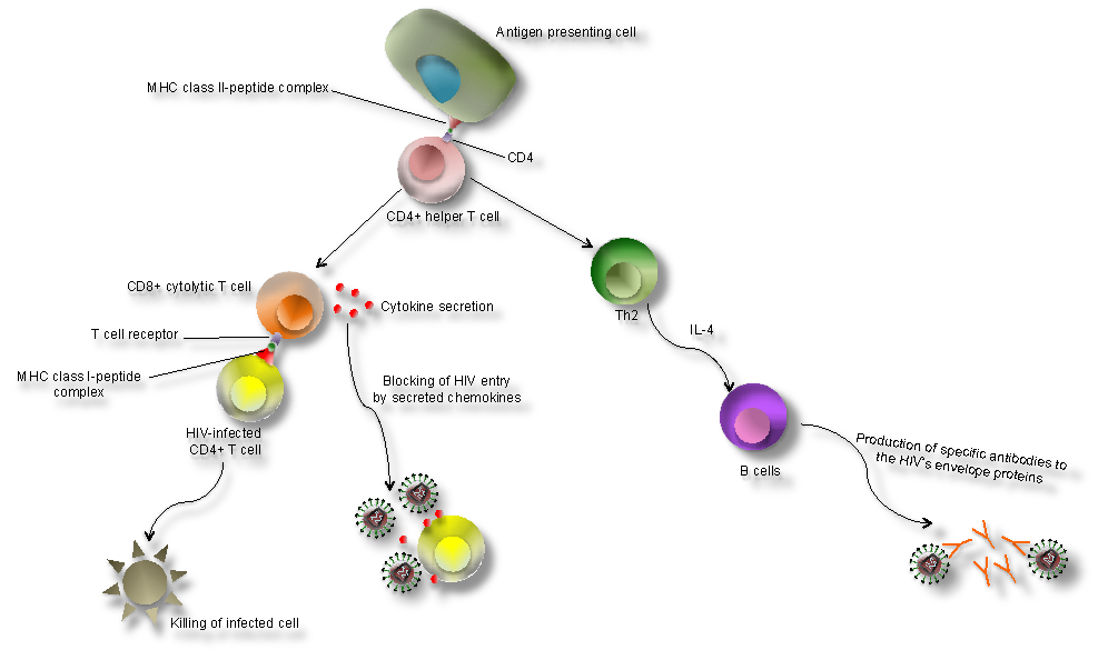 A better understanding of how HIV-1 evades the immune system