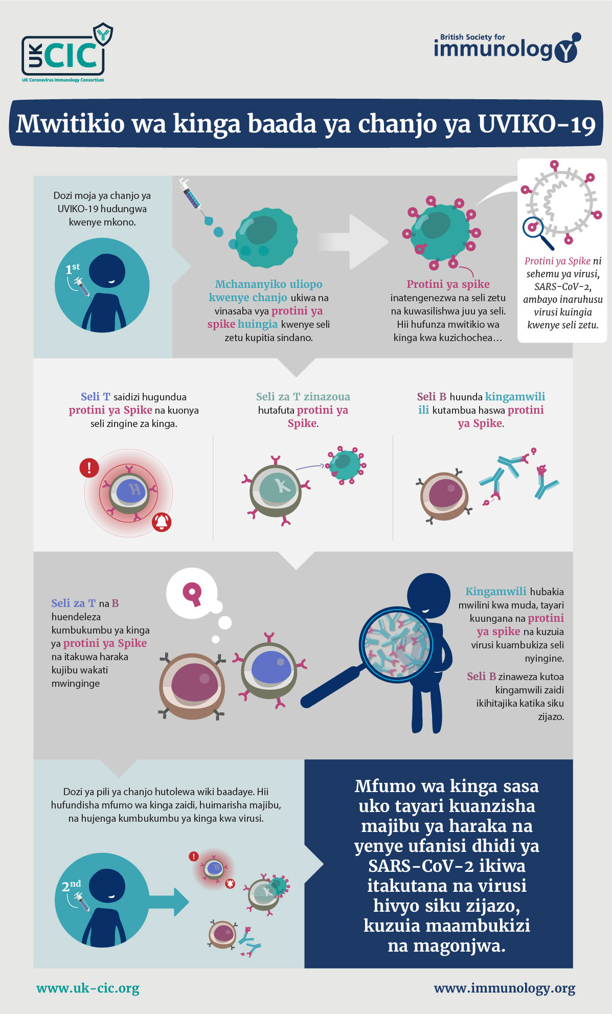 BSI Infographic - Immune Response to COVID 19 Vaccine