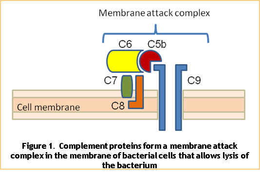 Immune responses to bacteria Figure.1