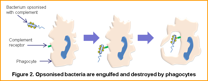 Immune responses to bacteria Figure.2