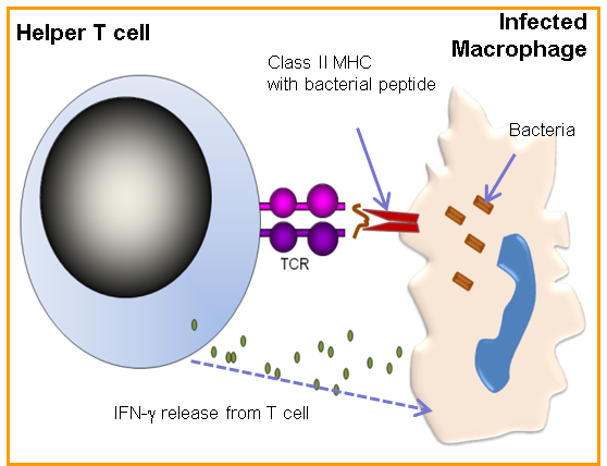 Immune responses to bacteria Figure.3