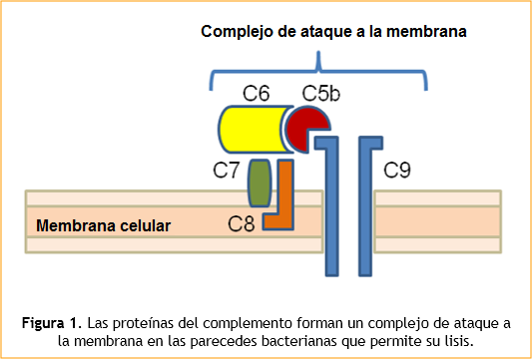Immune responses to bacteria Figura.1