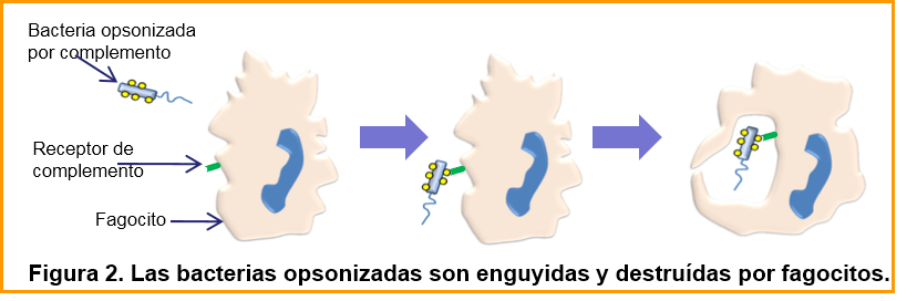 Immune responses to bacteria Figura.2