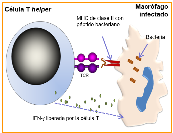 Immune responses to bacteria Figure.3