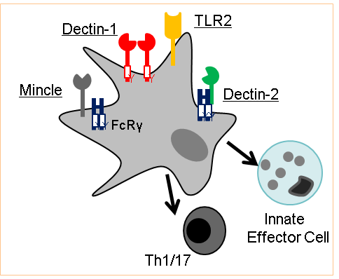 Immune responses to fungal pathogens Figure.1