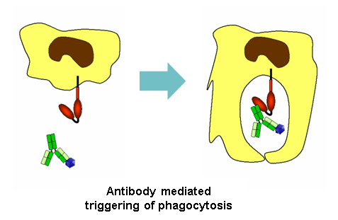 Immune responses to viruses Figure.3