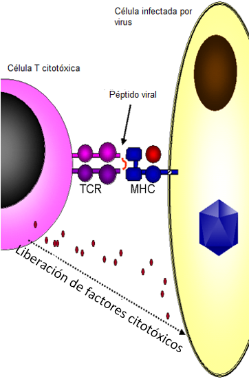 Immune responses to viruses Figura.1