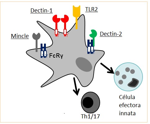 Immune responses to fungal pathogens Figure.1