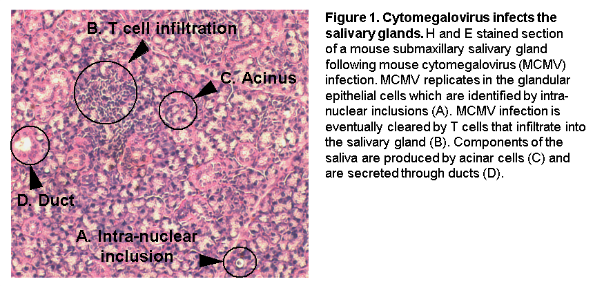 Immunity in the salivary gland Figure 1.png