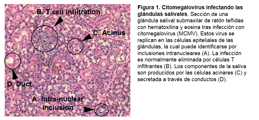 Inmunidad en las glándulas salivales Figura 1.png