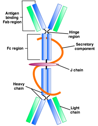 Immunoglobulin A IgA Figure 1.