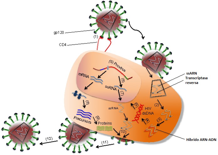 Human Immunodeficiency Virus Figure.2