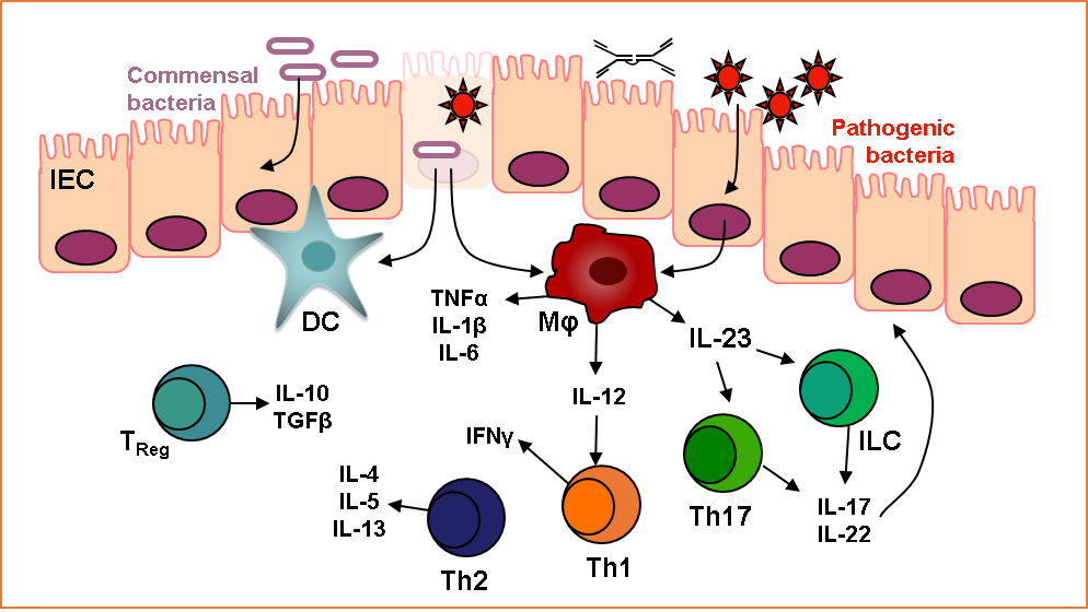 Inflammatory Bowel Disease Figure 3