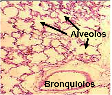 Inmunidad en el pulmón Figura 1 
