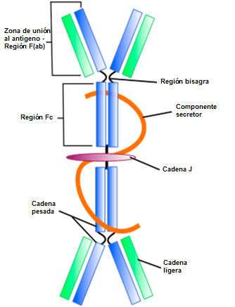 Immunoglobulin A IgA Figure 1.