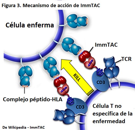 Lo que un reumatólogo debe saber de inmunoterapia contra el cáncer,  abreviado