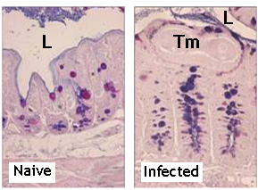 Innate immunity in the large intestine Figure 2.