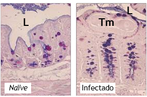 Inmunidad innata en el intestino grueso Figura 2.