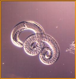 Intestinal nematode parasites Figure.1 