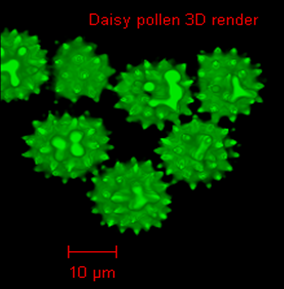 Laser Confocal Microscopy Image 2