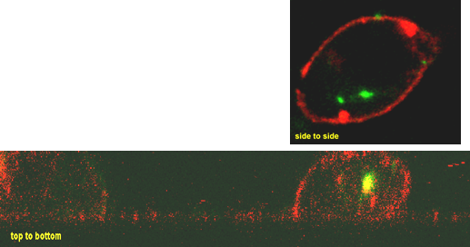 Laser Confocal Microscopy Image 3