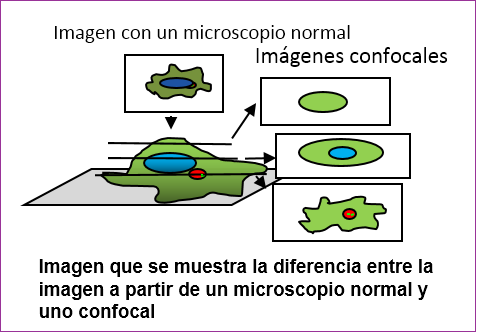 Microscopía confocal
