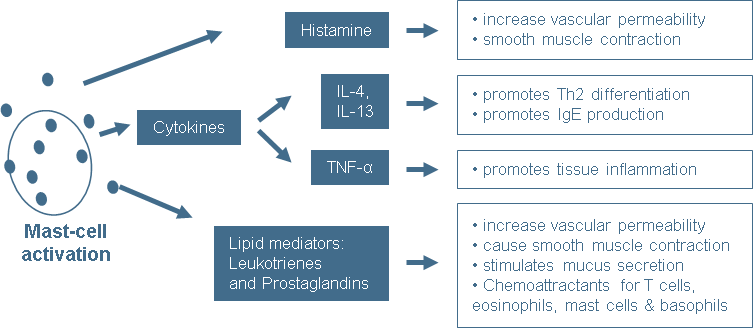 Effects of Mast-Cell Activation