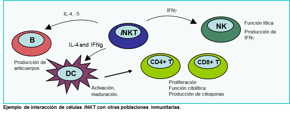 NKT Cells Invariant Figura.1