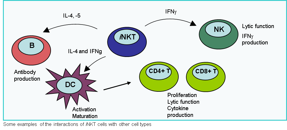 NKT Cells Invariant Figure 1 