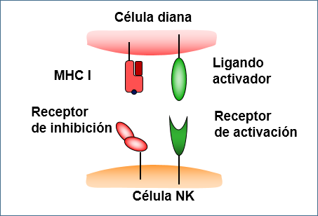 Células Natural Killer Figura 1.