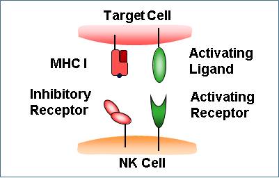 Natural Killer Cells - Figure 1