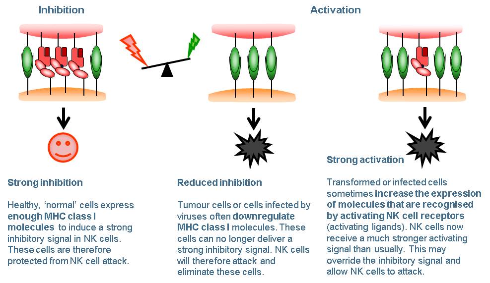 Natural Killer Cells - Figure 2