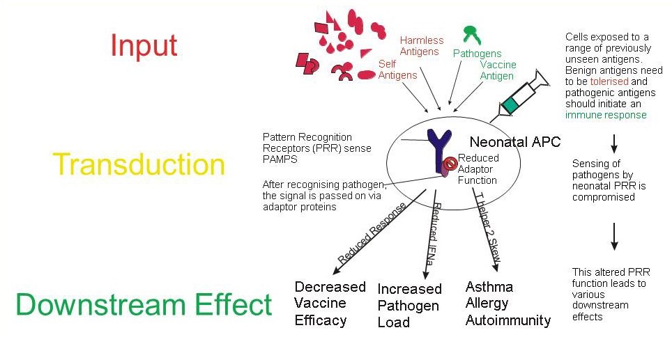 Neonatal Immunology Figure.1 