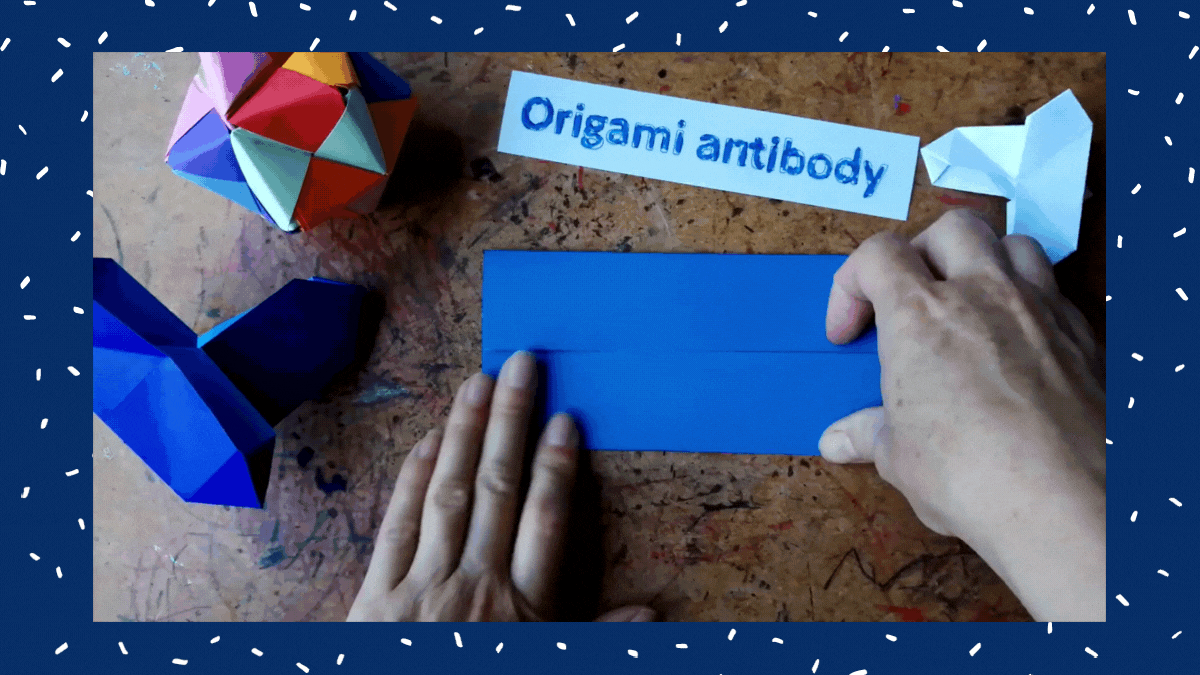 Origami Antibody Step Two