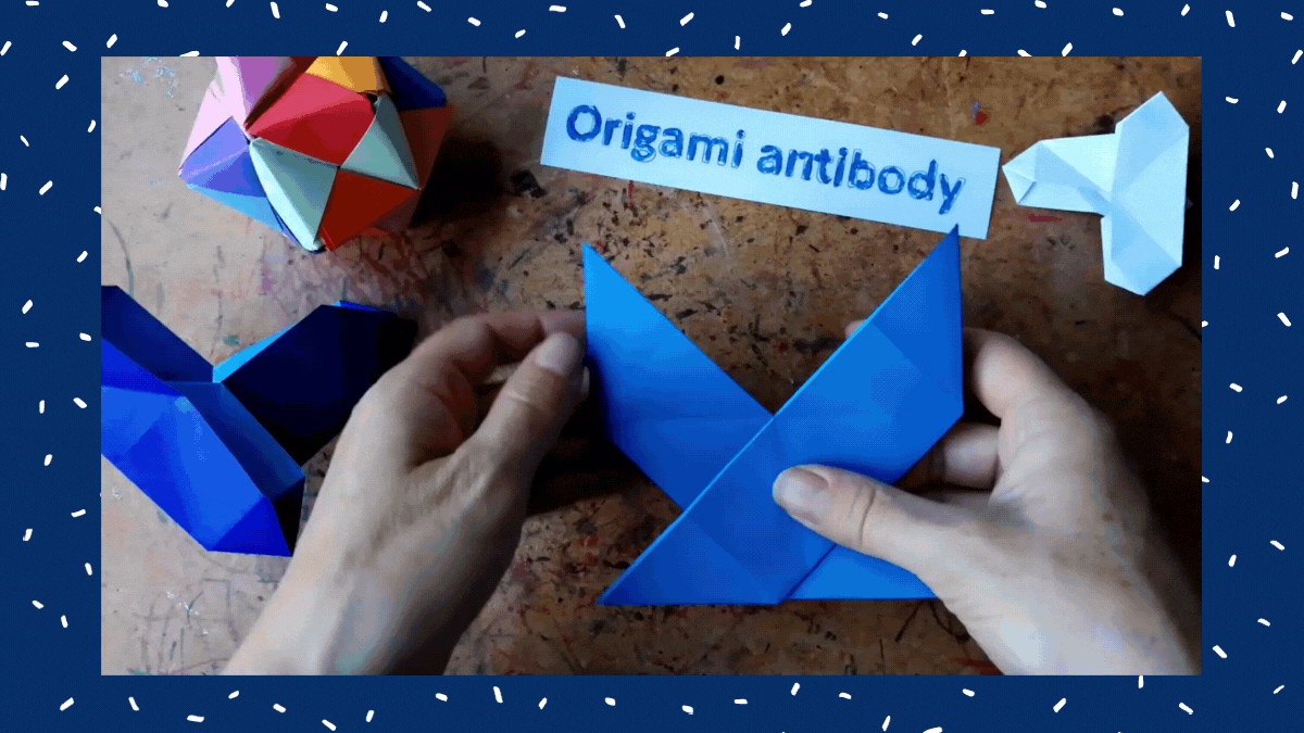 Origami Antibody Step Six