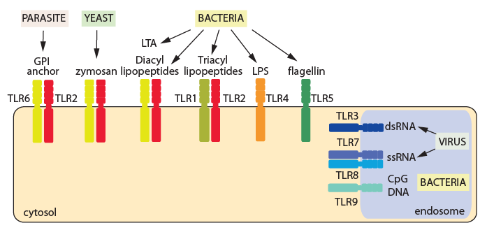 PRR - Toll-like Receptors Figure 1