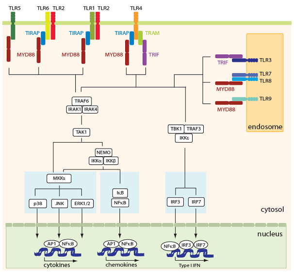 PRR - Toll-like Receptors Figure 2