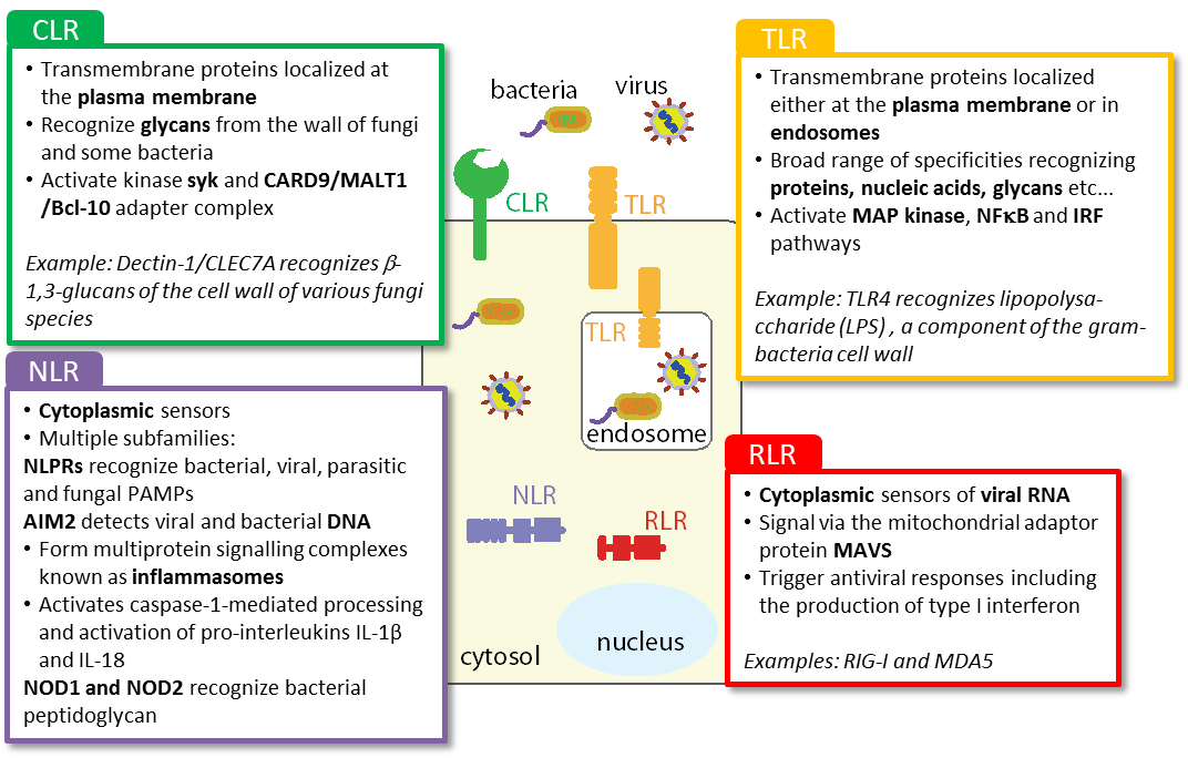 Pattern recognition receptors figure 2.