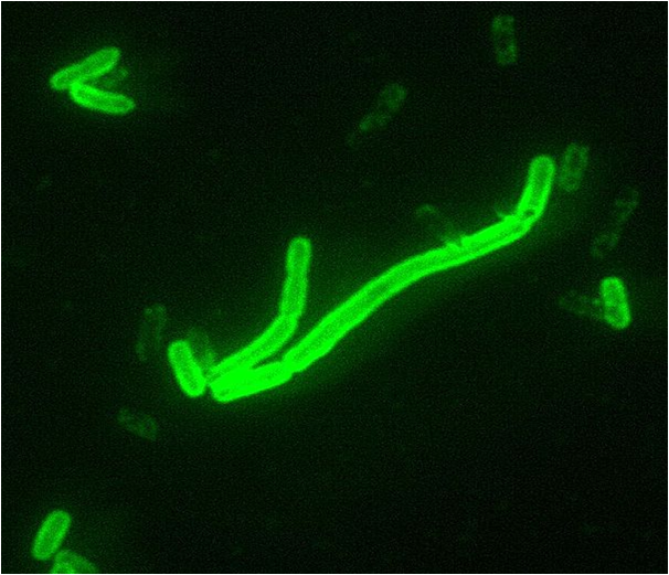 Pathogenic Yersiniae Figure.1