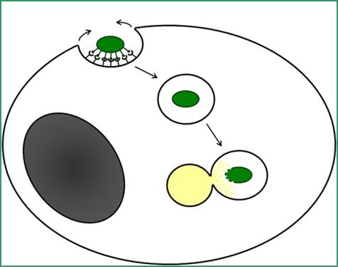 Phagocytosis Figure 1 
