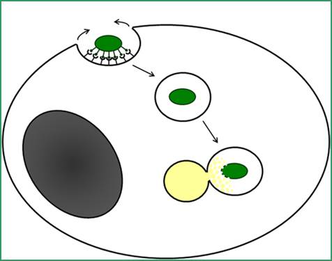Phagocytosis Figure 1