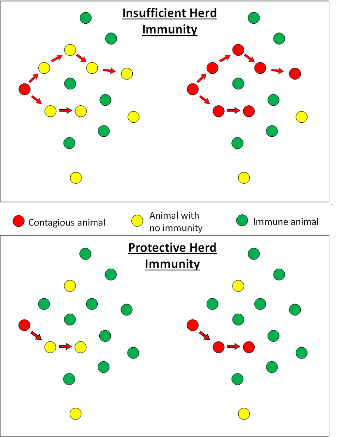 Principle of Herd Immunity Figure.1