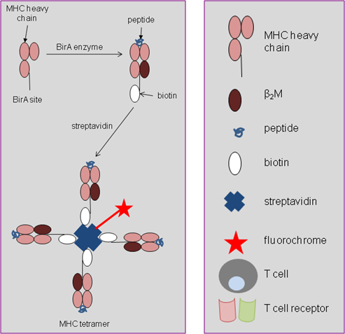 MHC tetramer production Figure 1.