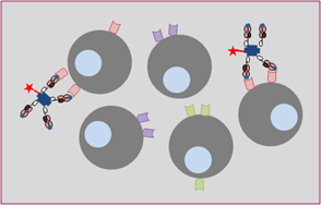 MHC tetramer production Figure 2 